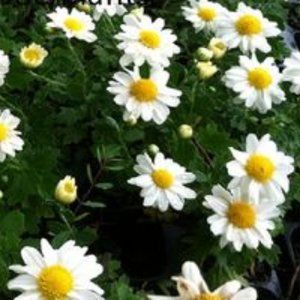 2 LIVE PLANTs HARDY MUMS VANNA SNOW 4" Growing Pot Ships NO POT…